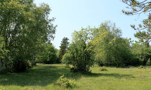 Foto: Stefan Svenaeus 2025