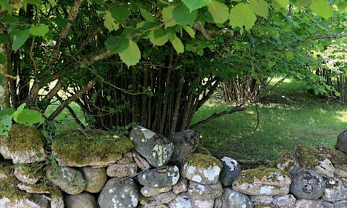 Foto: Stefan Svenaeus 2025