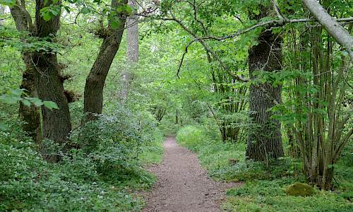 Foto: Stefan Svenaeus 2017