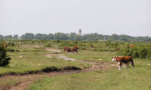 Foto: Stefan Svenaeus