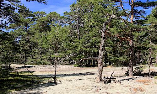 Fagerrör. Foto: Stefan Svenaeus 2014