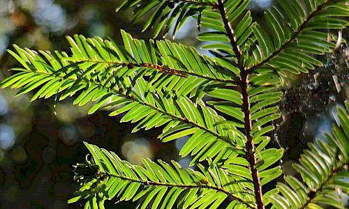 Idegran. Foto: Stefan Svenaeus