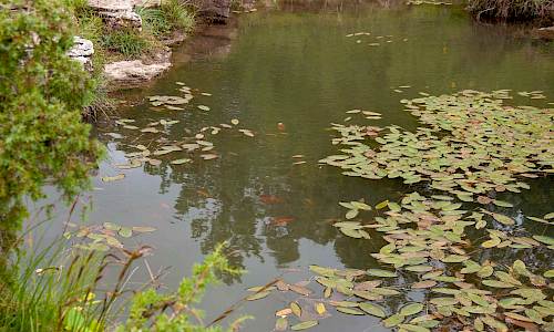 Guldfiskdammen. Foto Mats Neander.