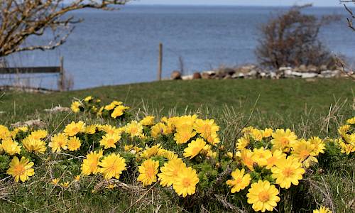 Våradonis. Foto: Stefan Svenaeus