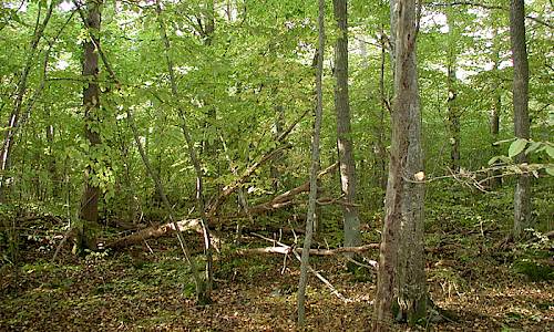 Foto: Roland Persson, Länsstyrelsen i Kalmar län