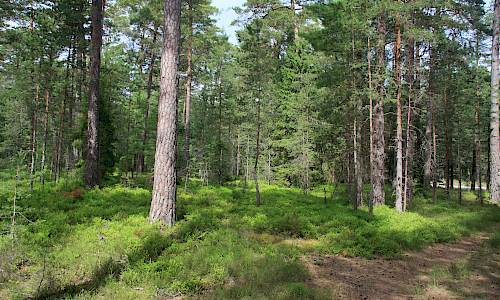 Foto: Stefan Svenaeus