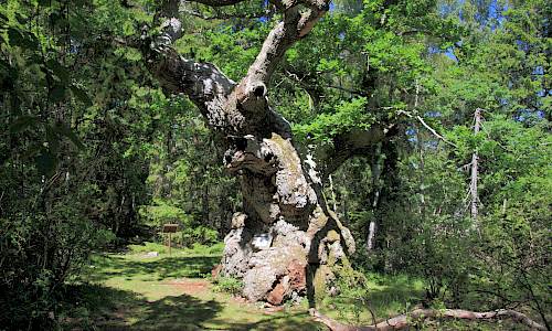 Foto: Stefan Svenaeus 2014