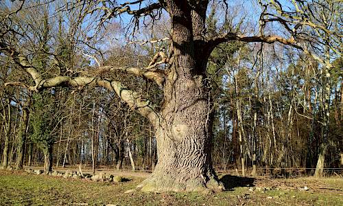 Foto: Stefan Svenaeus 2020