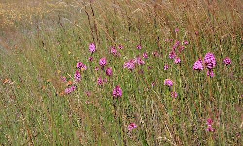 Salepsrot. Foto: Stefan Svenaeus 2014