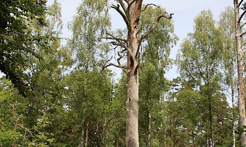 Foto: Stefan Svenaeus 2014