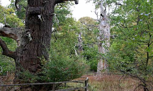 Ekarna i Halltorps hage