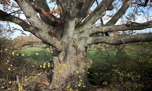 Foto: Stefan Svenaeus