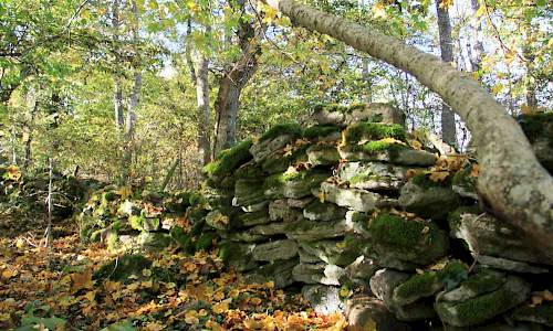 Foto: Stefan Svenaeus