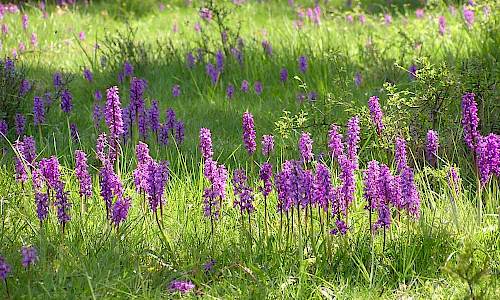 Foto: Stefan Svenaeus