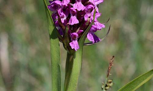 Foto: Stefan Svenaeus