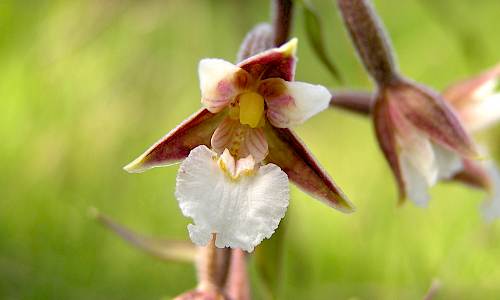 Foto: Stefan Svenaeus