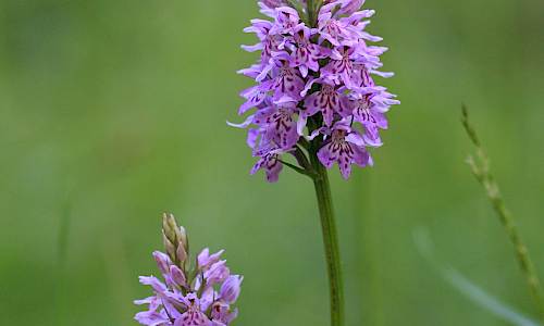 Foto: Stefan Svenaeus
