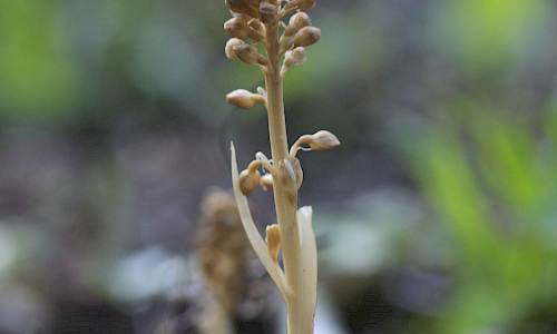 Foto: Stefan Svenaeus