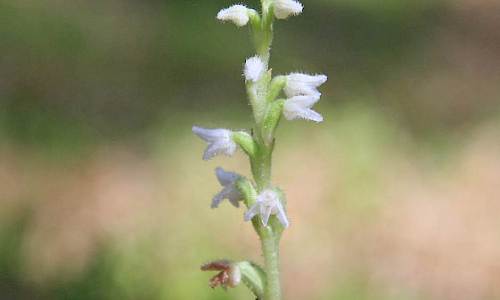 Foto: Stefan Svenaeus