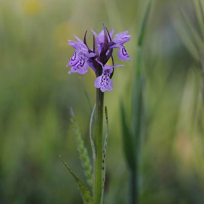 Jungfru Marie nycklar