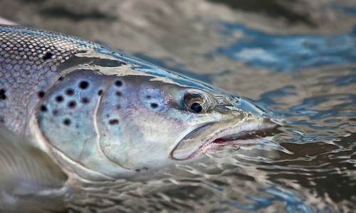 Foto: Bokförlaget Settern