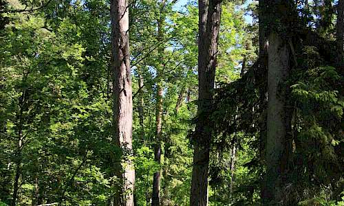 Foto: Stefan Svenaeus