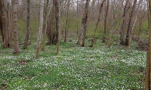 Foto Stefan Svenaeus 2016