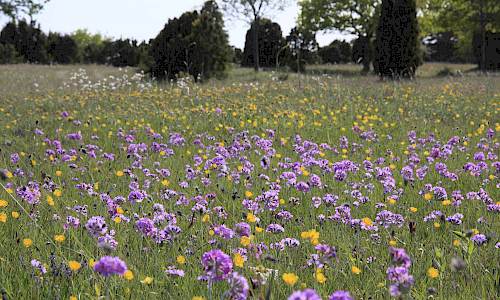 Vårblomning av majviva. Foto: Stefan Svenaeus 2016