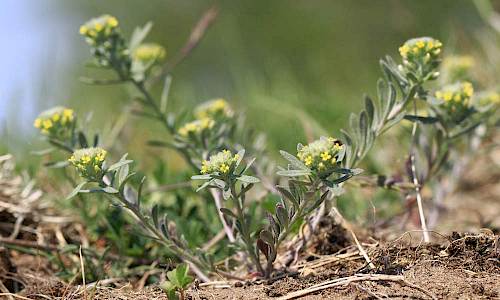 Grådådra. Foto: Stefan Svenaeus