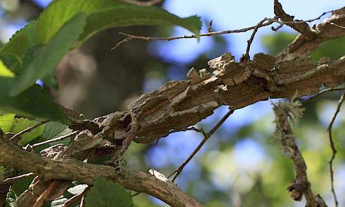 Typiska korklister hos lundalm. Foto: Stefan Svenaeus