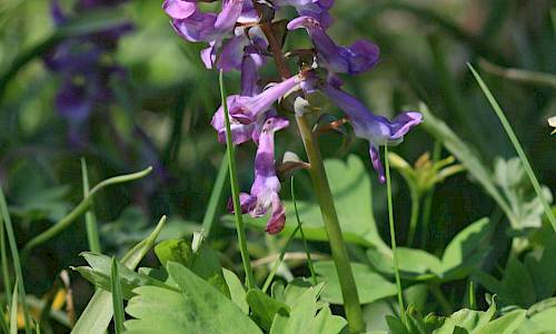 Foto: Stefan Svenaeus