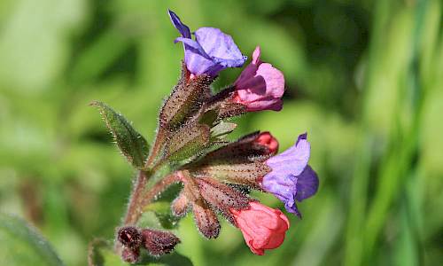 Foto: Stefan Svenaeus