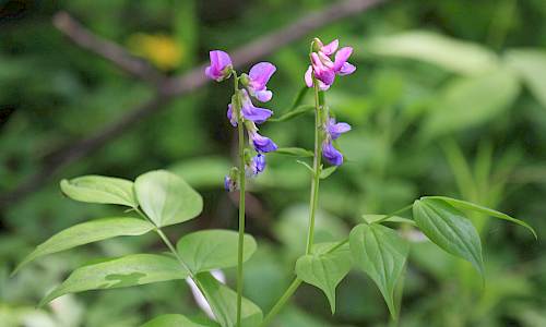 Foto: Stefan Svenaeus