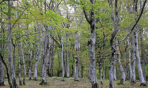 Foto: Stefan Svenaeus