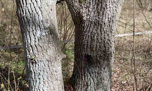 Foto: Stefan Svenaeus