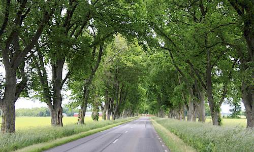 Foto: Stefan Svenaeus 2015
