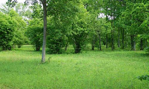 Foto: Stefan Svenaeus 2017
