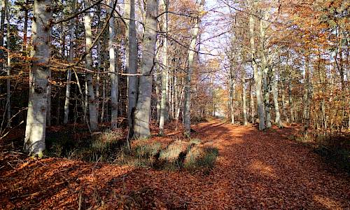 Foto: Stefan Svenaeus 2017