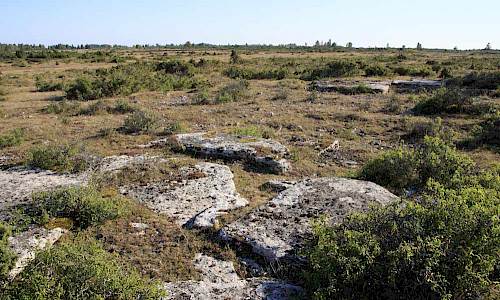 Foto: Stefan Svenaeus 2015