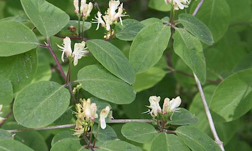 Foto: Stefan Svenaeus