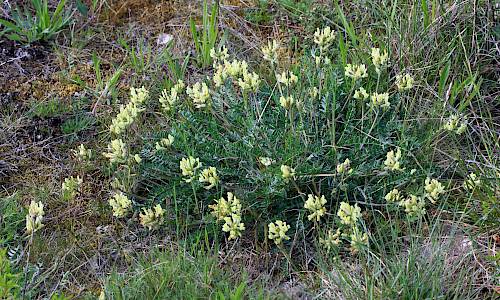 Foto: Stefan Svenaeus