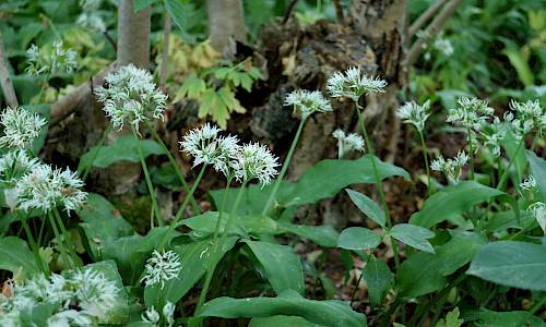 Foto: Stefan Svenaeus 2017