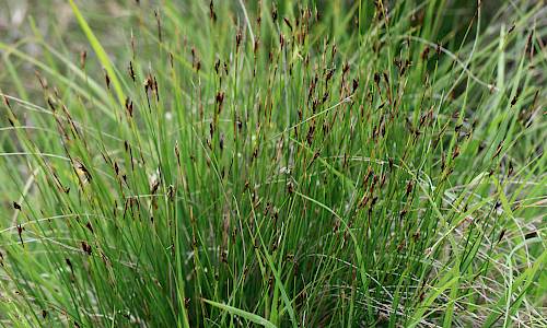 Foto: Stefan Svenaeus