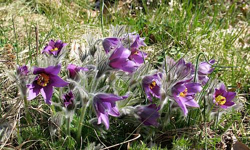 Foto: Stefan Svenaeus.