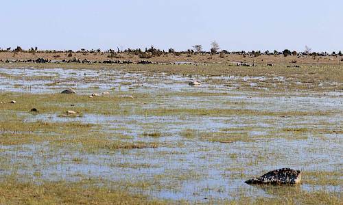 Foto: Stefan Svenaeus 2021