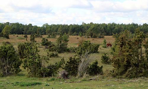 Foto: Stefan Svenaeus 2021