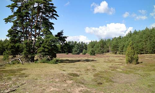 Foto: Stefan Svenaeus 2021