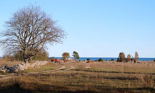 Foto: Stefan Svenaeus 2021