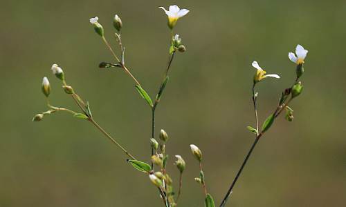 Foto: Stefan Svenaeus