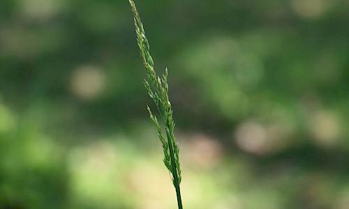 Foto: Stefan Svenaeus